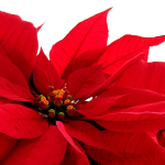 Poinsettia