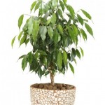 Ficus-benjamina-Weeping-Fig-Ficus-Black2